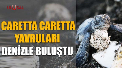 Caretta Caretta yavruları denizle buluştu